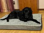 Adopt Sadie a Black Labrador Retriever