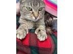 Adopt Frasier a Extra-Toes Cat / Hemingway Polydactyl