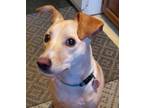 Adopt RAY!! a Cattle Dog, Jack Russell Terrier