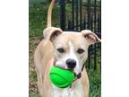 Adopt Lacey a Boxer