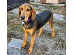 Adopt Liberty a Black and Tan Coonhound, Treeing Walker Coonhound