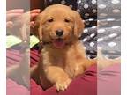 Golden Retriever PUPPY FOR SALE ADN-545501 - Golden Retriever puppy