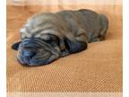 Bloodhound PUPPY FOR SALE ADN-545079 - CKC Bloodhound