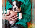 Boston Terrier PUPPY FOR SALE ADN-545043 - RUBYS AKC REG 6 PACK