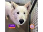 Adopt Coco a Siberian Husky, Mixed Breed