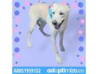 Adopt 51959152 a Labrador Retriever, Mixed Breed
