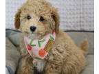 Poodle (Toy) PUPPY FOR SALE ADN-545357 - Cute Little Toy Poodle Puppies