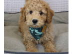 Poodle (Toy) PUPPY FOR SALE ADN-545359 - Cute Little Toy Poodle Puppies