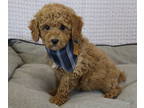 Poodle (Toy) PUPPY FOR SALE ADN-545362 - Cute Little Toy Poodle Puppies