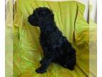 Goldendoodle PUPPY FOR SALE ADN-545211 - Goldendoodle pups Black and white and