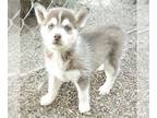 Siberian Husky PUPPY FOR SALE ADN-545197 - Siberian Husky Puppy Purebred