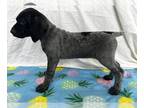 German Shorthaired Pointer PUPPY FOR SALE ADN-545189 - RoanGerman shorthaired