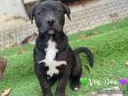 Adopt Voo Doo a Black Labrador Retriever