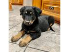 Adopt Zoey a German Shepherd Dog