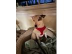 Adopt Lily a Jack Russell Terrier