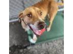 Adopt Stray-Hold Wallie a Pit Bull Terrier, Mixed Breed