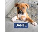 Adopt Dante a Labrador Retriever, Pit Bull Terrier