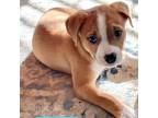 Adopt Herbie a Labrador Retriever, Pit Bull Terrier