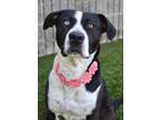 Adopt Cookie a Pit Bull Terrier, Border Collie