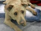 Adopt LITTLE BUDDY* a Australian Cattle Dog / Blue Heeler, Mixed Breed
