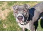 Adopt BUBBLE* a Pit Bull Terrier, Mixed Breed