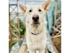 Adopt Don (ID# A0051941672) a German Shepherd Dog