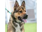 Adopt BIG AL a German Shepherd Dog, Mixed Breed
