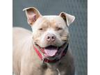 Adopt MARLEY a Pit Bull Terrier