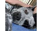 Adopt Lowla a Australian Cattle Dog / Blue Heeler, Labrador Retriever
