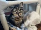 Adopt Audrey Hepburn (hoping for a miracle) a Tabby, Domestic Short Hair