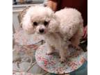 Adopt Sassy a Poodle