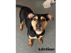 Adopt Adeline a Terrier