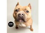Adopt ESTHER (Photos Coming) a Pit Bull Terrier
