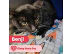 Adopt Benji a Domestic Short H