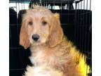 Adopt Ginger(NO LONGER ACCEPTING APPLICATIONS) a Goldendoodle