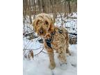 Adopt Ellie May a Goldendoodle
