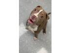 Adopt Pacman a Pit Bull Terrier