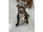 Adopt Sonic a Pit Bull Terrier