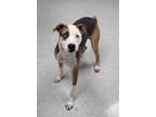 Adopt Paperboy a Beagle, Pit Bull Terrier