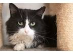 Adopt WINCHESTER a Domestic Long Hair