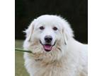 Adopt Rowen a Great Pyrenees
