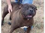 Adopt Sampson a American Bully, Terrier