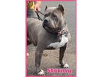 Adopt Stormy a American Bully, Terrier