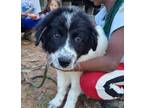 Adopt Oreo HTX a Great Pyrenees