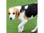 Adopt Lottie a Beagle