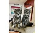 Adopt Atlas & Rider ~ Bonded Brothers a Russian Blue, Tabby