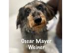 Adopt Oscar Mayer Weiner a Dachshund