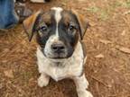 Adopt Godiva a Pit Bull Terrier, Boxer