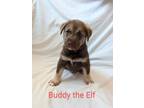 Adopt Buddy the Elf a Labrador Retriever