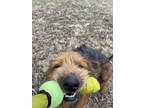 Adopt Baxter (Playful and Sweet Terrier!) a Airedale Terrier, Terrier
